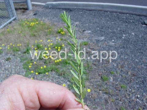 loosestrife, hyssop